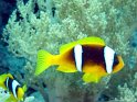 030502_Zabargad - Clown - Dsc01445~
